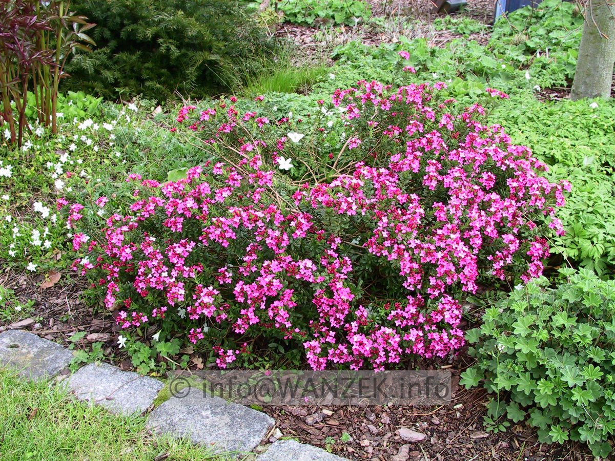 Daphne cneorum - bluehend.jpg